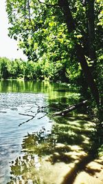 Reflection of trees in lake