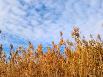 Low angle view of stalks in field against cloudy sky