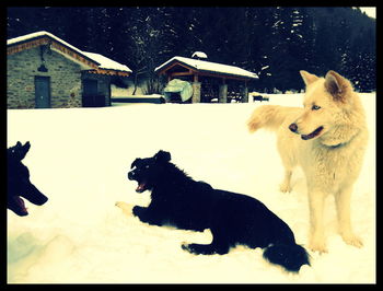 Dog on landscape