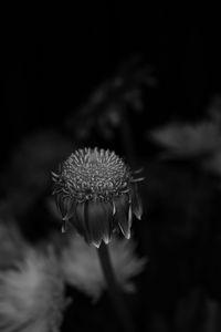 Close-up of flowering plant