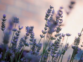 Close-up of purple flowering plants on field