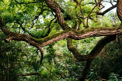 Low angle view of tree in forest