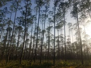 Low angle view of bamboo trees in forest against sky