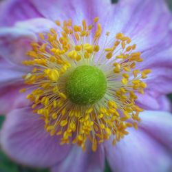 Close-up of yellow flower