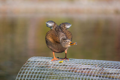 Close-up of bird perching on feeder