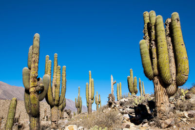 Cactus growing in desert against clear blue sky