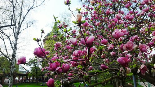 Low angle view of pink cherry blossoms in spring