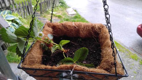 Close-up of plant