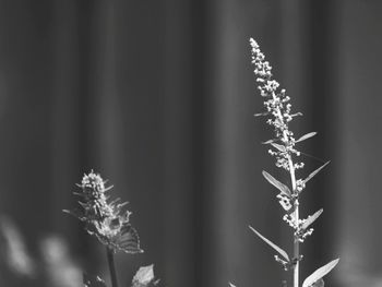 Close-up of frozen plant on land