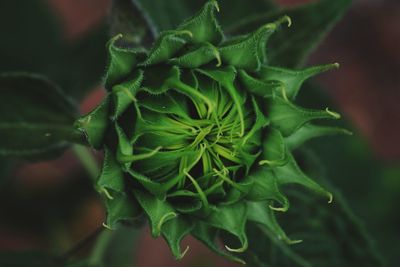 Close-up of plant growing outdoors