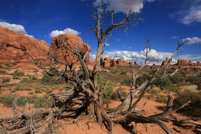 Trees on landscape against sky