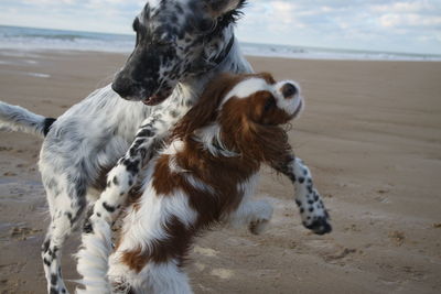 Playing or fighting - two dogs of very different sizes on the beach