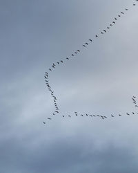 Low angle view of birds flying in sky