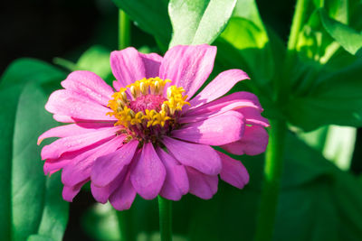 Close-up of pink and purple flower