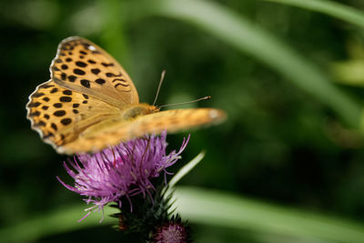 Close-up of butterfly pollinating on flower