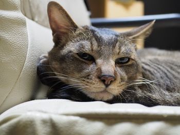 Close-up portrait of cat