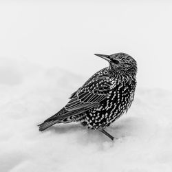 Close-up of a bird perching on a land