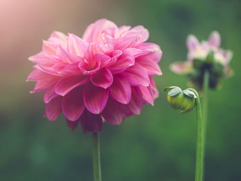 Close-up of pink flowering plant