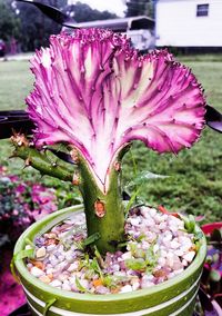 Close-up of purple flower
