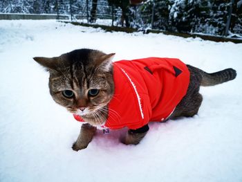 Cat sitting on snow covered field