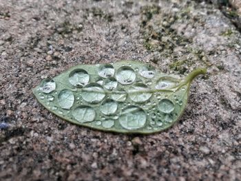 Close-up of raindrops on leaf