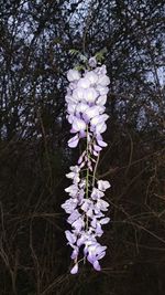 Close-up of white flowers on tree