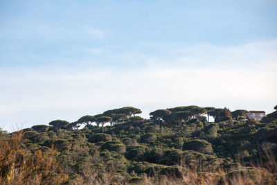 Trees on landscape against sky