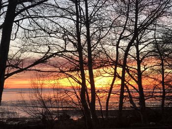 Silhouette bare trees against sky during sunset