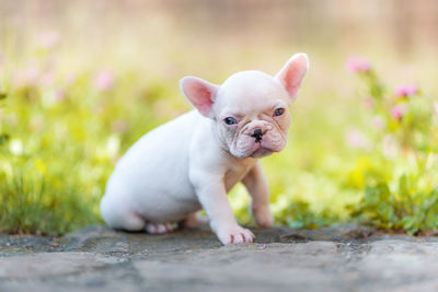 Portrait of french bulldog puppy