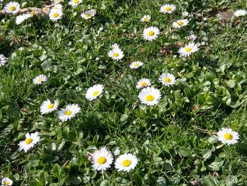 Flowers blooming on field