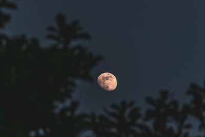 Low angle view of silhouette tree against sky at night