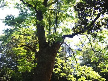 Low angle view of trees in forest