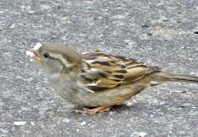 High angle view of bird