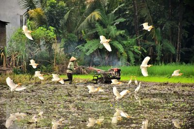 View of birds swimming in lake