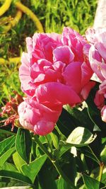 Close-up of pink flowers blooming outdoors