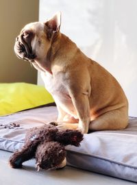 Dog sitting on bed at home