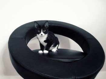 Portrait of cat sitting on chair against wall at home