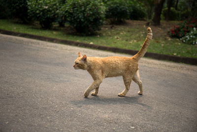 Cat walking on road