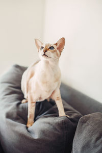 Beautiful colorpoint blue-eyed oriental breed cat sitting on couch sofa looking up. 