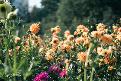 Close-up of yellow flowering plants on field