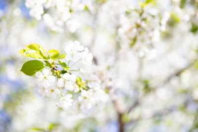 Close-up of cherry blossom