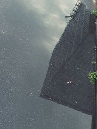 Low angle view of plants against sky