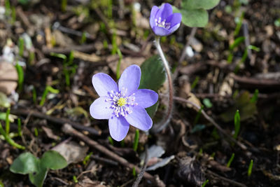 High angle view of purple crocus flowers on field
