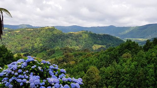 Scenic view of flowering plants and mountains against sky