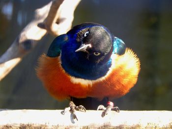 Close-up of bird perching