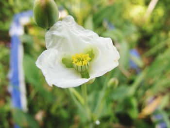 Close-up of white rose flower