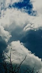 Low angle view of plants against sky