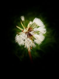 Close-up of dandelion on flower