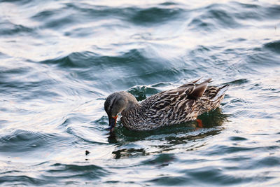 Duck swimming in lake