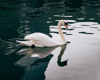 Swans swimming in lake